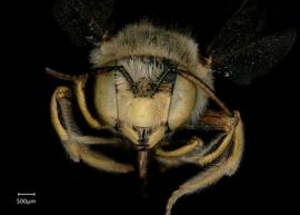   Anthidium paroselae nbsp;male face, photo: Jeni Sidwell 

